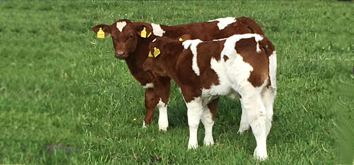 zwei Kälber auf der Wiese