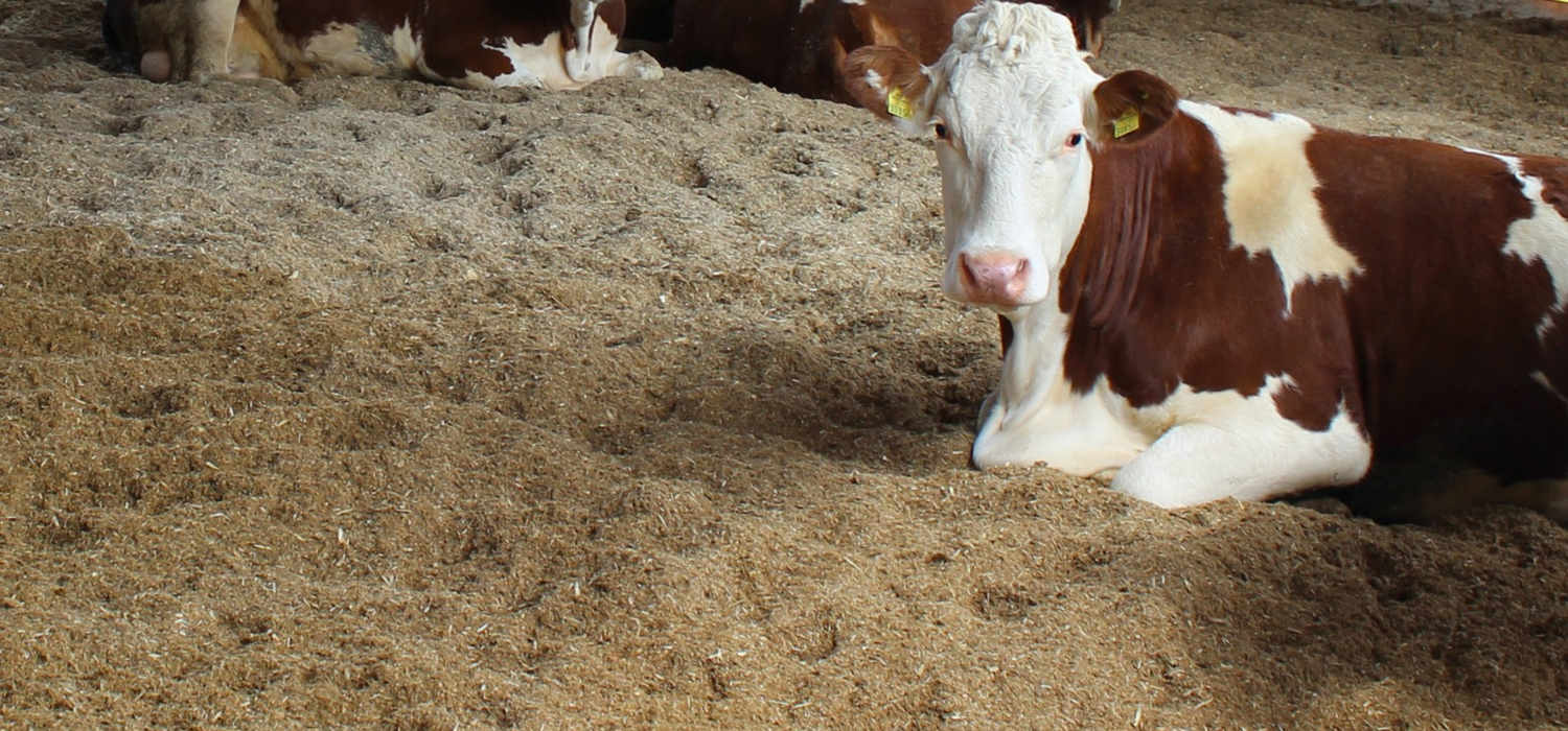 Anjourind liegt auf Holzspäne