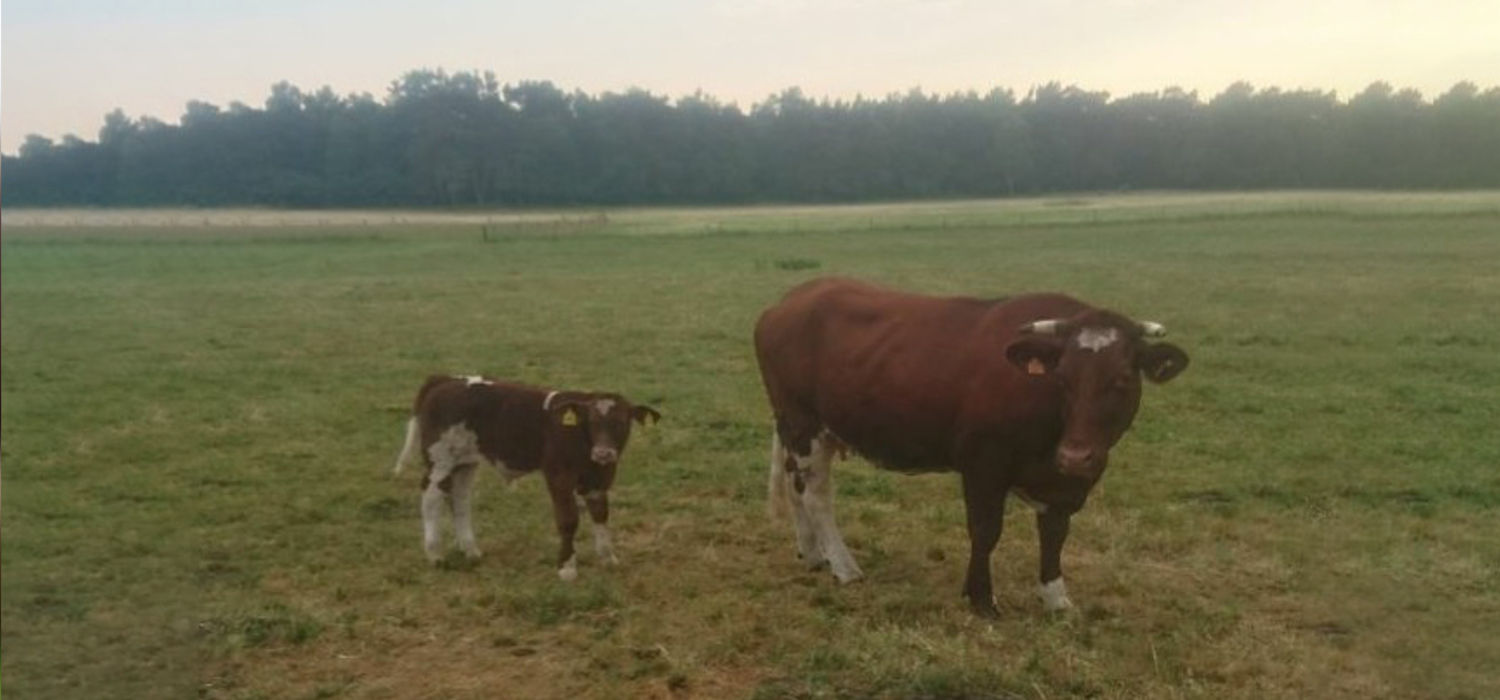 Kalb Loui mit Mutterkuh