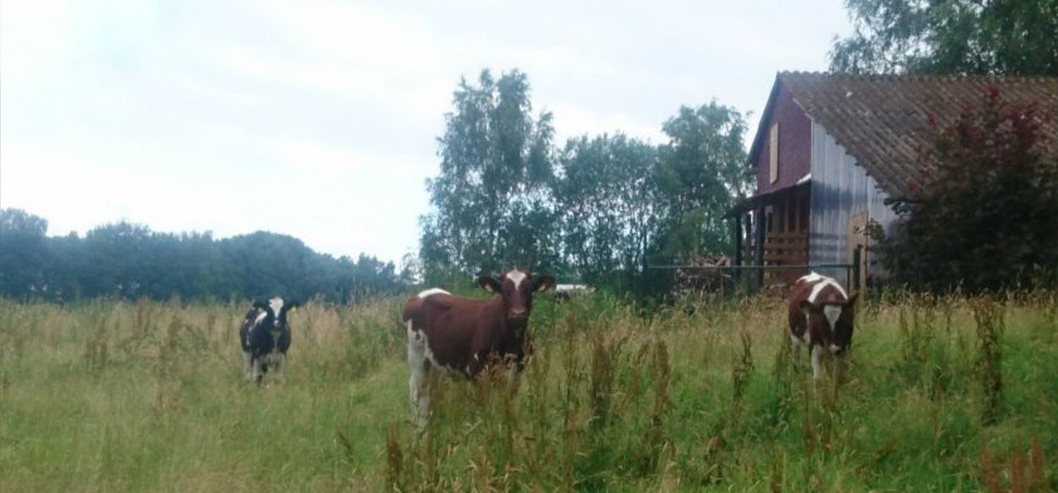 Anjourinder vor Scheune