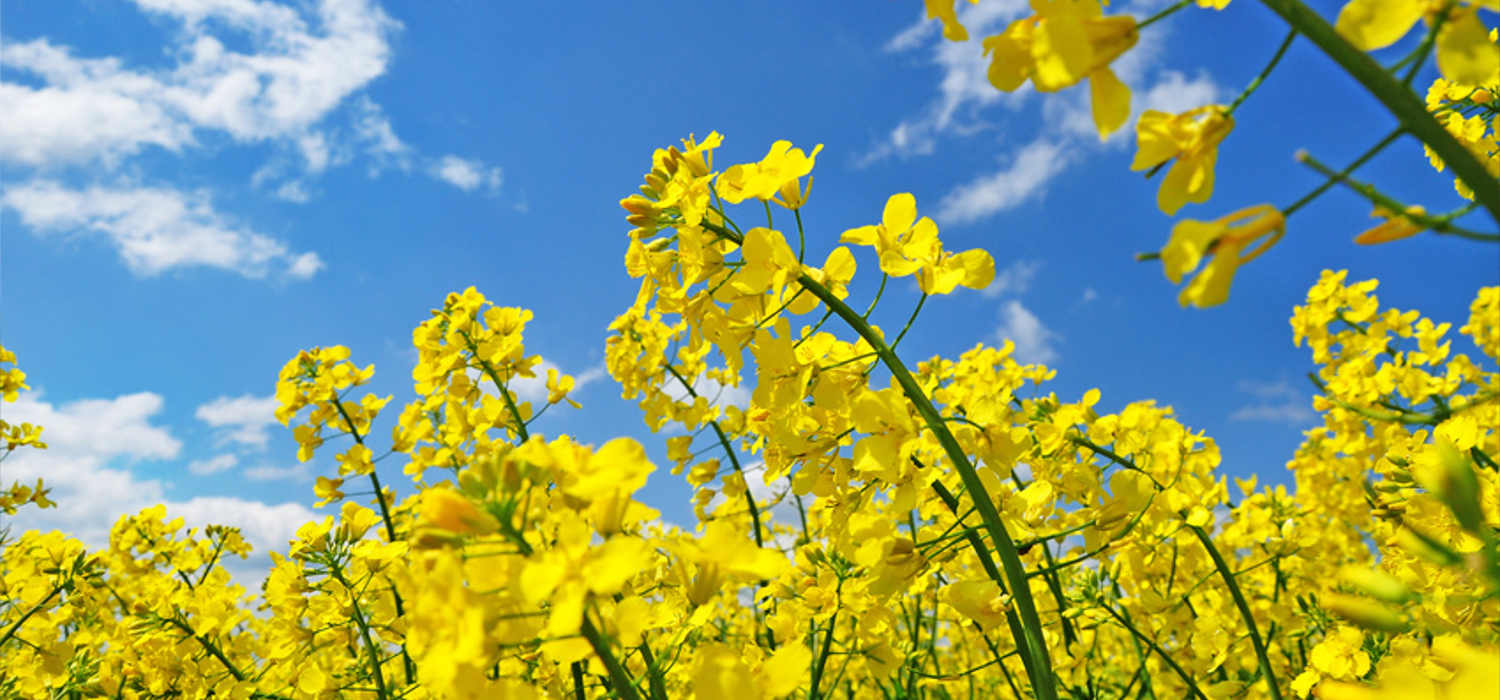 blühender Raps