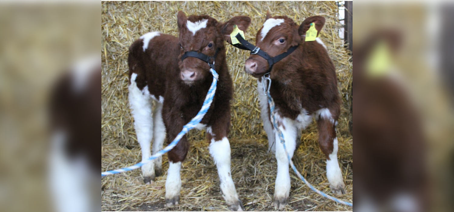 zwei Kälber im Stall