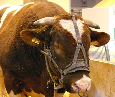 Maine-Anjou Bulle, Kopf